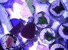 [TodoMarino.com] Corales!!