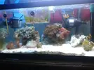 [TodoMarino.com] Mi nano de 60 litros