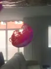 [TodoMarino.com] Medusario de Phylorizas