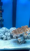 [TodoMarino.com] Nano Reef Aquael 30 l