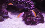 [TodoMarino.com] Espero sea mi próximo reef.