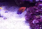 [TodoMarino.com] Espero sea mi próximo reef.
