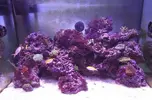 [TodoMarino.com] Espero sea mi próximo reef.