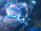 [TodoMarino.com] Erizo Mespilia Globulus