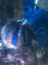 [TodoMarino.com] Erizo Mespilia Globulus