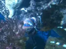 [TodoMarino.com] Erizo Mespilia Globulus