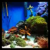 [TodoMarino.com] LobyReef un nano de 40 litros!!