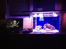 [TodoMarino.com] LobyReef un nano de 40 litros!!
