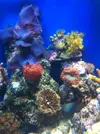 [TodoMarino.com] LobyReef un nano de 40 litros!!