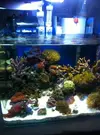 [TodoMarino.com] LobyReef un nano de 40 litros!!