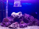 [TodoMarino.com] LobyReef un nano de 40 litros!!