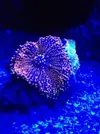 [TodoMarino.com] LobyReef un nano de 40 litros!!
