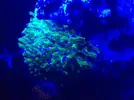 [TodoMarino.com] LobyReef un nano de 40 litros!!
