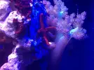 [TodoMarino.com] LobyReef un nano de 40 litros!!