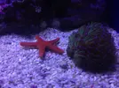 [TodoMarino.com] LobyReef un nano de 40 litros!!