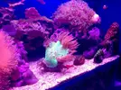 [TodoMarino.com] LobyReef un nano de 40 litros!!