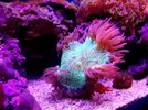 [TodoMarino.com] LobyReef un nano de 40 litros!!