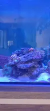 [TodoMarino.com] Desmonte acuario - Valdemoro - Madrid
