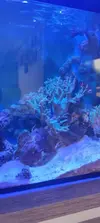 [TodoMarino.com] Desmonte acuario - Valdemoro - Madrid