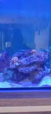 [TodoMarino.com] Desmonte acuario - Valdemoro - Madrid