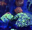 [TodoMarino.com] Vendo Euphyllia Blotchy Toxic