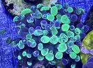 [TodoMarino.com] Vendo Euphyllia Blotchy Toxic