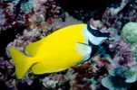 [TodoMarino.com] Siganus Vulpinus