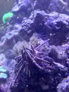 [TodoMarino.com] CandyMoon Reef