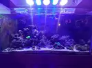 [TodoMarino.com] CandyMoon Reef