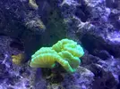 [TodoMarino.com] CandyMoon Reef