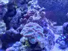 [TodoMarino.com] CandyMoon Reef