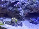 [TodoMarino.com] CandyMoon Reef