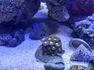 [TodoMarino.com] CandyMoon Reef