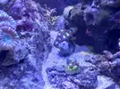 [TodoMarino.com] CandyMoon Reef
