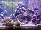[TodoMarino.com] CandyMoon Reef