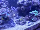 [TodoMarino.com] CandyMoon Reef