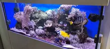[TodoMarino.com] Venta de Acuario - Colmenar Viejo