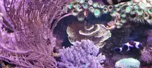 [TodoMarino.com] Venta de Acuario - Colmenar Viejo