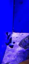 [TodoMarino.com] Venta de Acuario - Colmenar Viejo