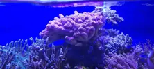 [TodoMarino.com] Venta de Acuario - Colmenar Viejo