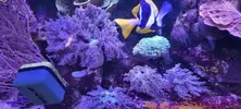 [TodoMarino.com] Venta de Acuario - Colmenar Viejo
