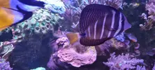[TodoMarino.com] Venta de Acuario - Colmenar Viejo