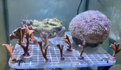 [TodoMarino.com] Montipora y Stylophora de rebajas