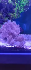 [TodoMarino.com] Esquejes lobophyton