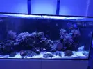 [TodoMarino.com] Acuario red sea 350