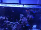 [TodoMarino.com] Acuario red sea 350