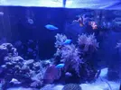[TodoMarino.com] Acuario red sea 350