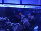 [TodoMarino.com] Acuario red sea 350