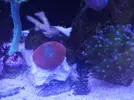[TodoMarino.com] fotos de mi acuario marino