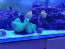 [TodoMarino.com] ¿Tu pez favorito del acuario?
